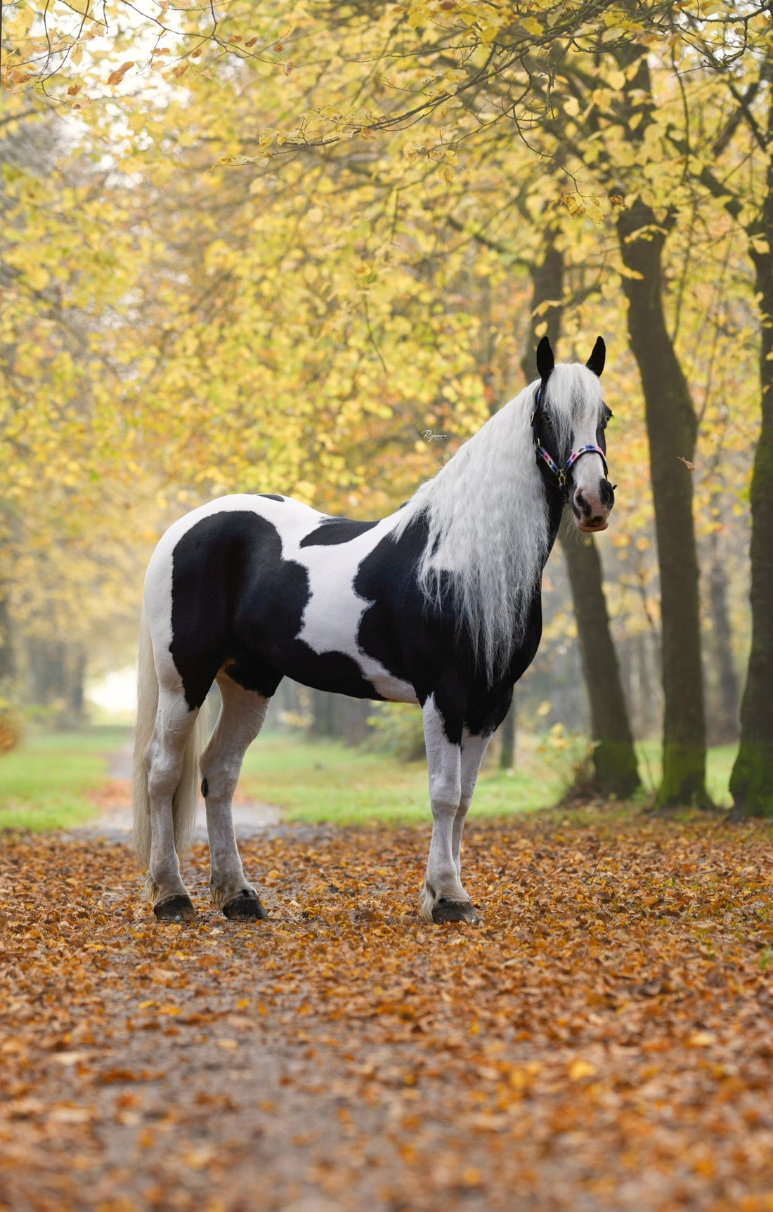 Eén Halster, Eindeloos Veel Rassen: MTB Equestrian Past Altijd! - MTB Equestrian