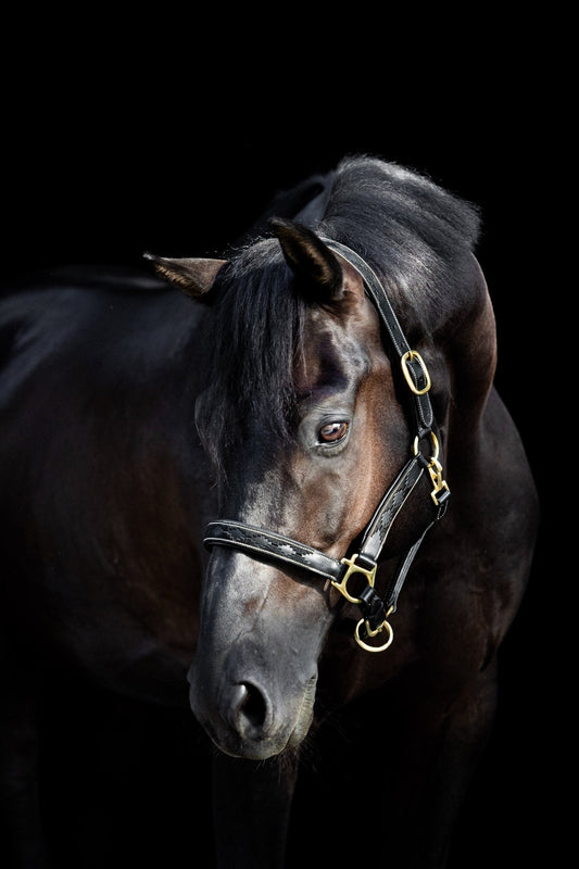 Halsters met Leren Details en Padding – Comfort & Klasse | MTB Equestrian - MTB Equestrian