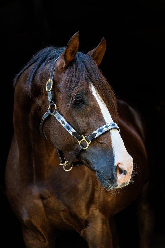 Invloed van weer op leer – Zo houd je je halster in topconditie - MTB Equestrian