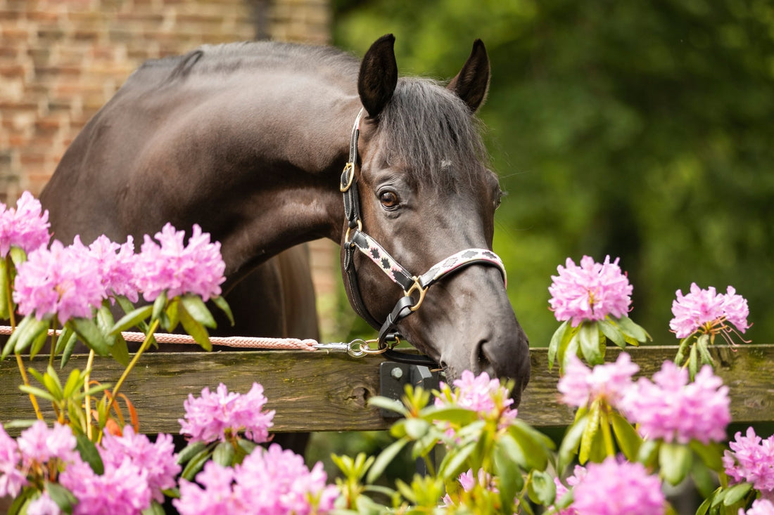 Klanten aan het woord: waarom MTB Equestrian 5 sterren scoort - MTB Equestrian