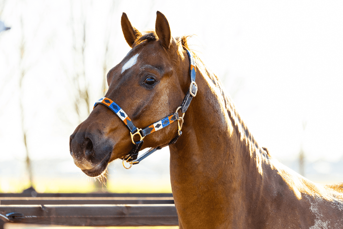 Leren halster vs nylon halster – wat is de beste keuze voor jouw paard? - MTB Equestrian