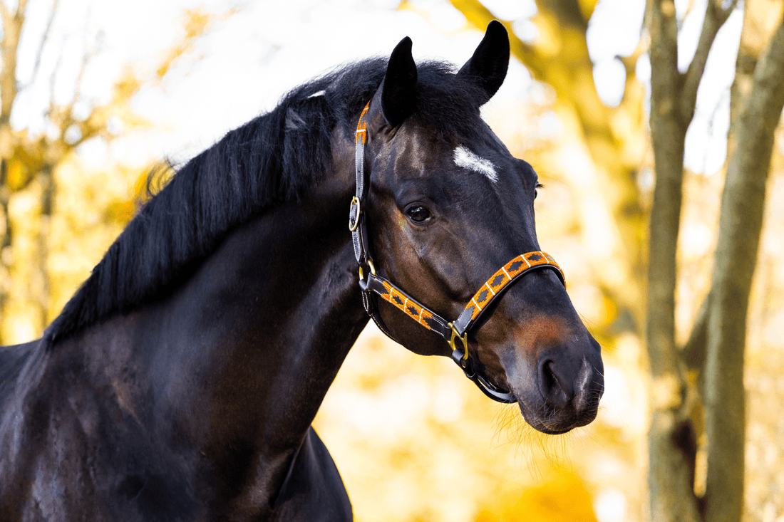 Maak deze Feestdagen Extra Speciaal - MTB Equestrian