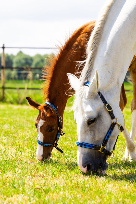 Merrie & Veulen in Matchende Stijl - MTB Equestrian