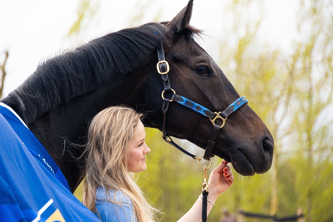 Welk halster past het beste bij jouw paard? Ontdek de perfecte combinatie van stijl, pasvorm en comfort 🐴 - MTB Equestrian
