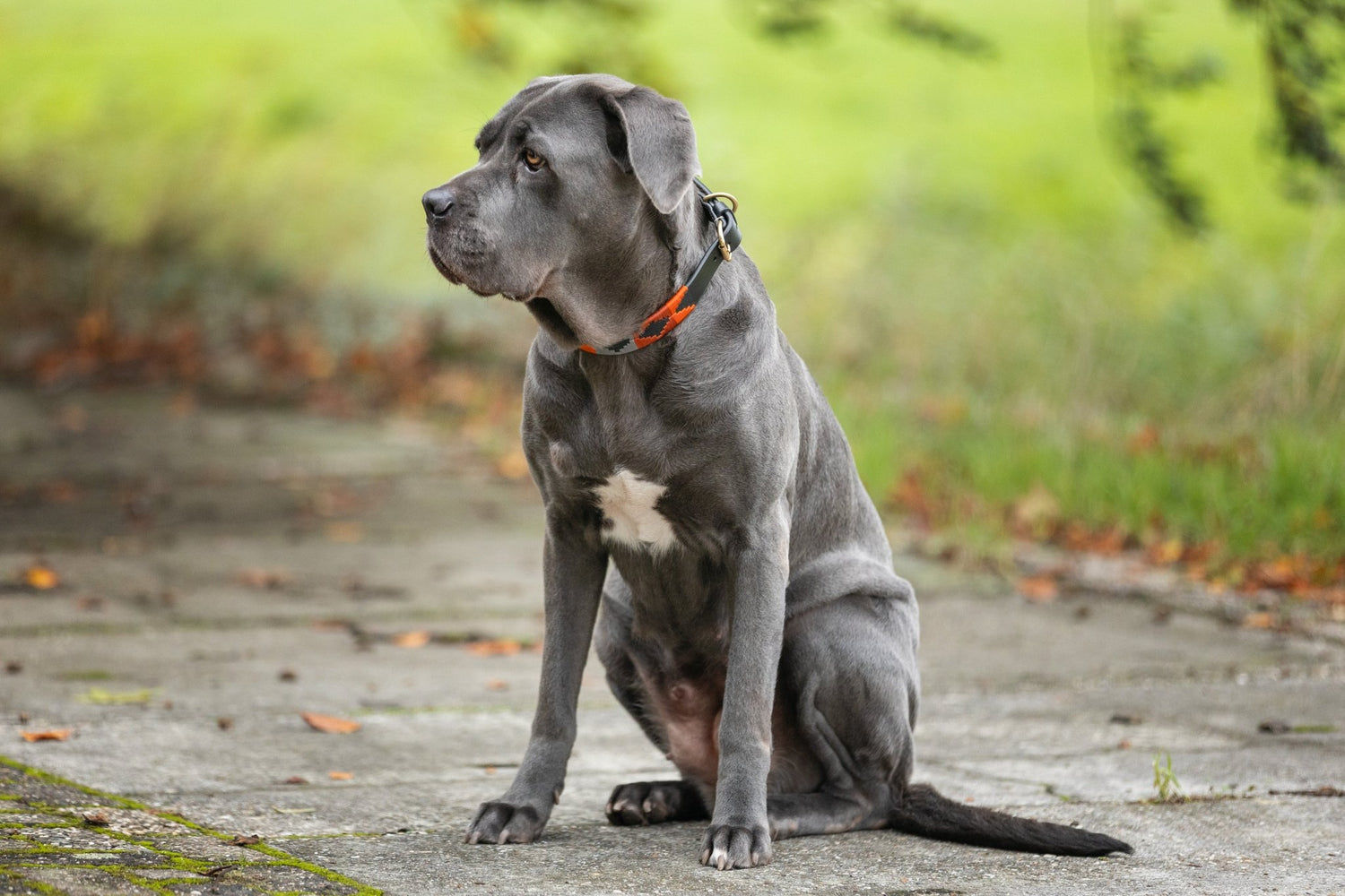 Halsband Honden - MTB Equestrian