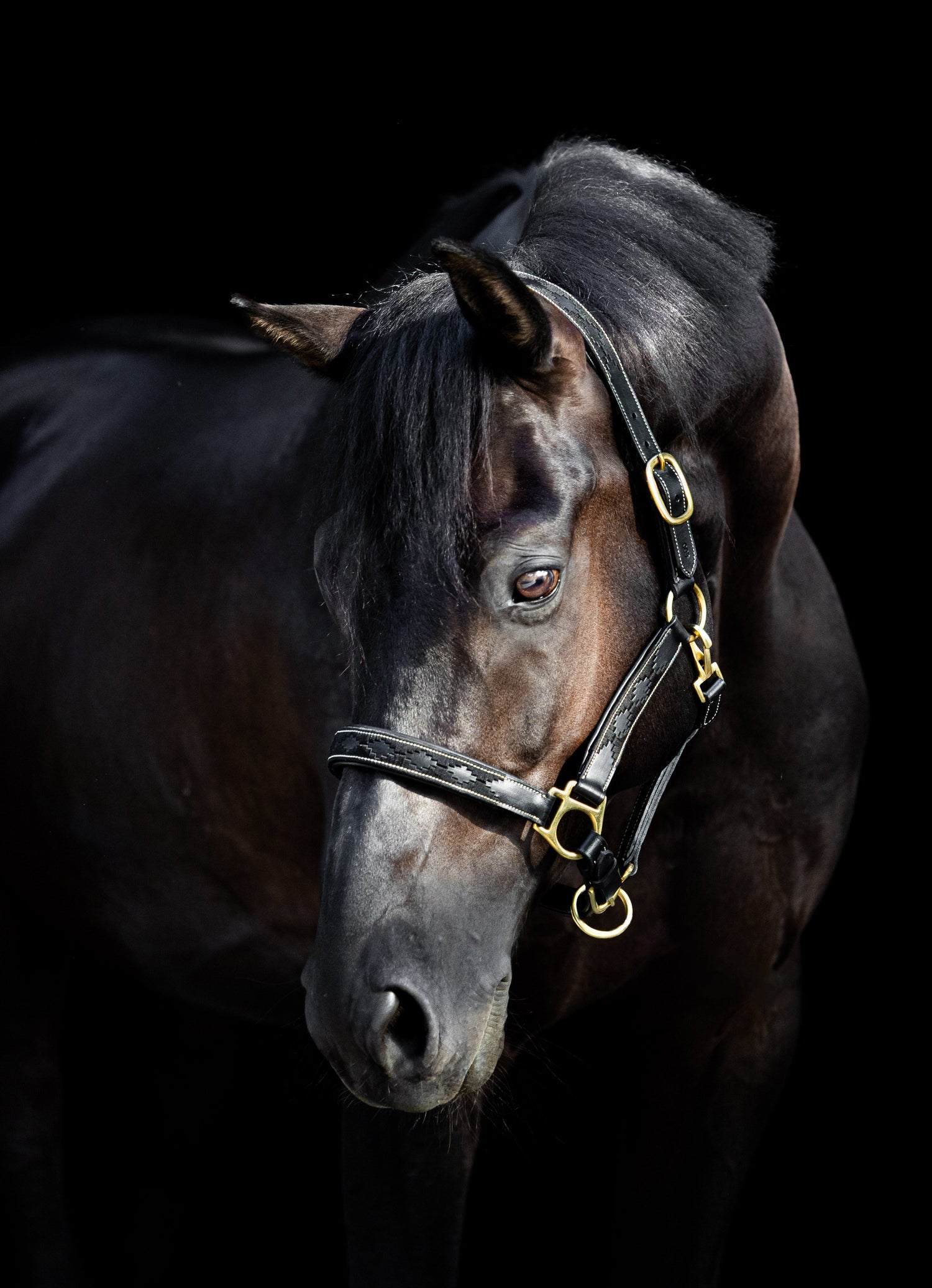 Halsters - MTB Equestrian