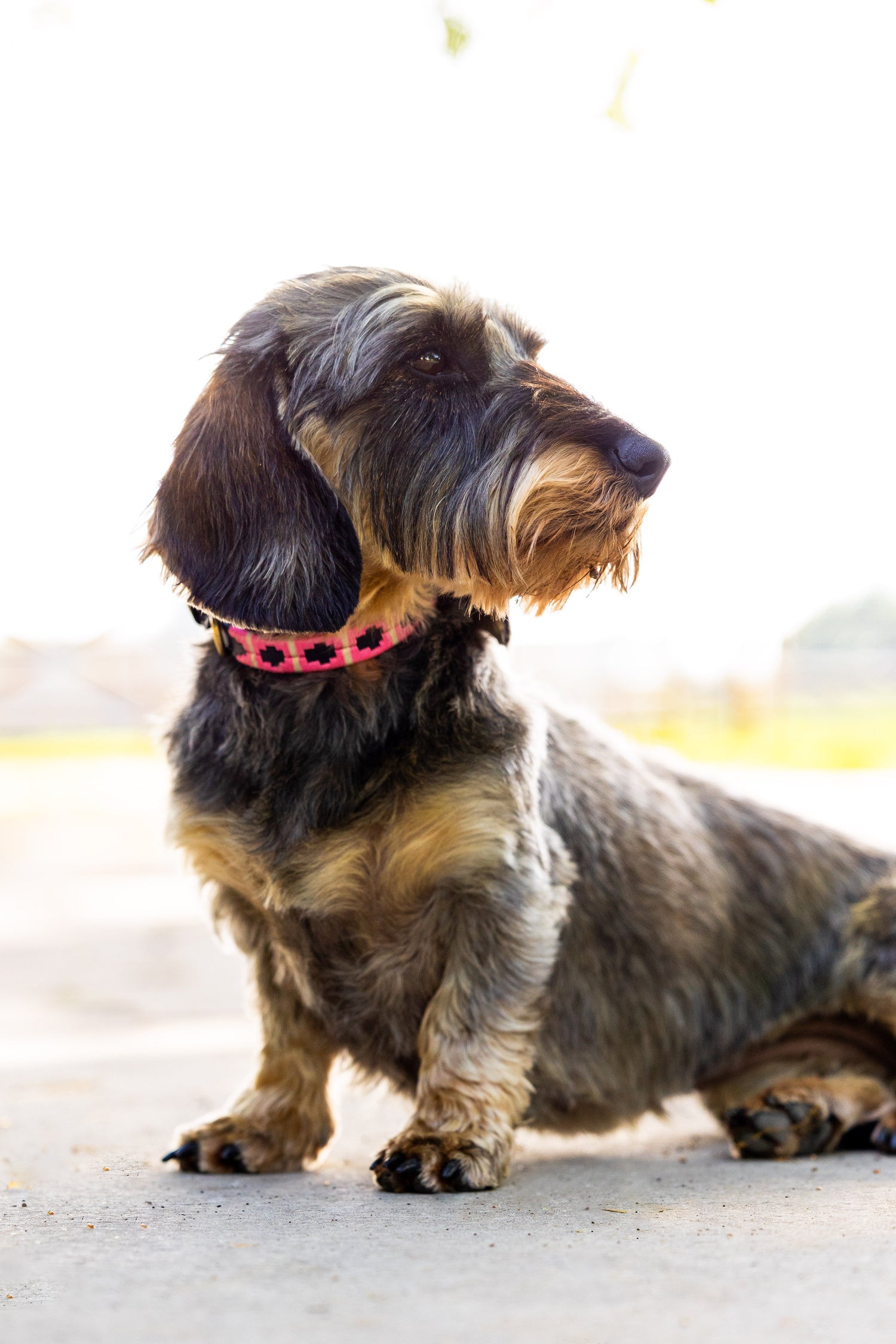 Honden - MTB Equestrian