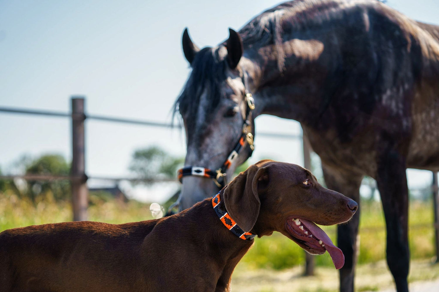 Hondenlijnen - MTB Equestrian