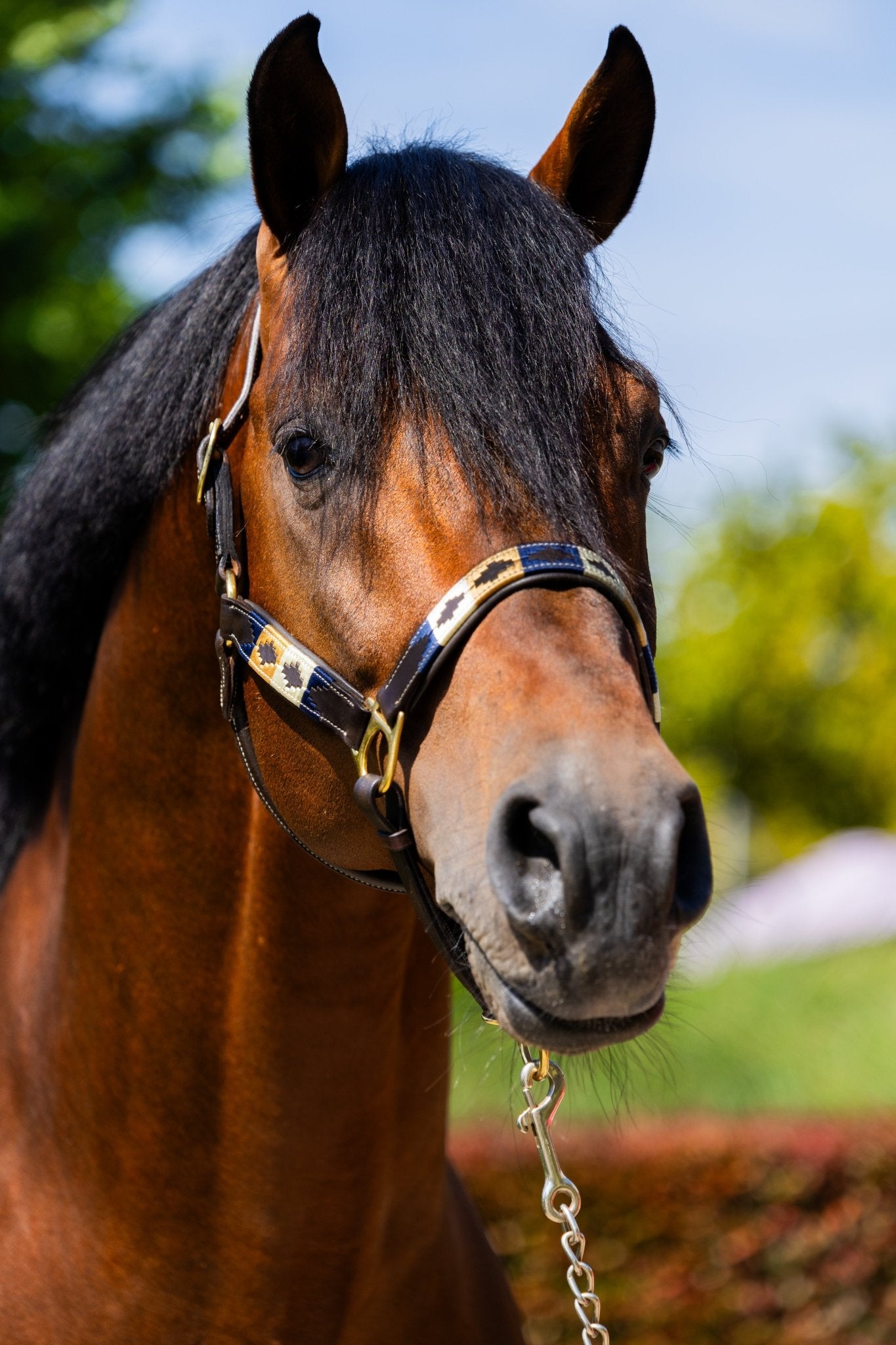 MTB Equestrian - Blueblood Heritage – Polo Halster - Halster