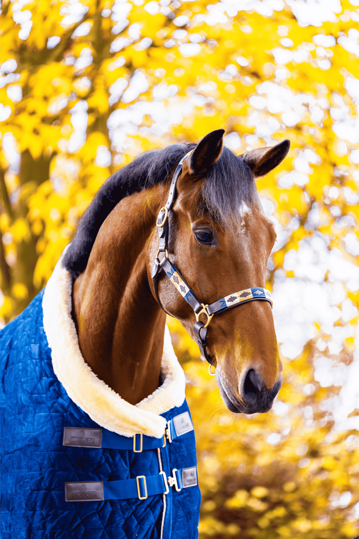 MTB Equestrian - Blueblood Heritage – Polo Halster - Halster