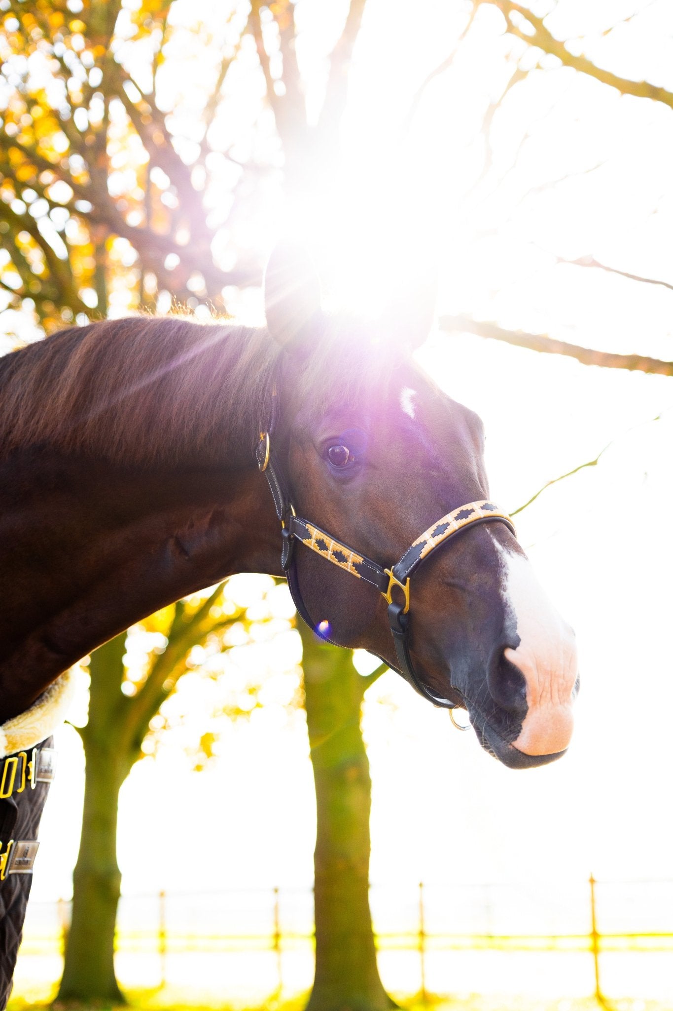 MTB Equestrian - Golden Goddess – Polo Halster - Halster