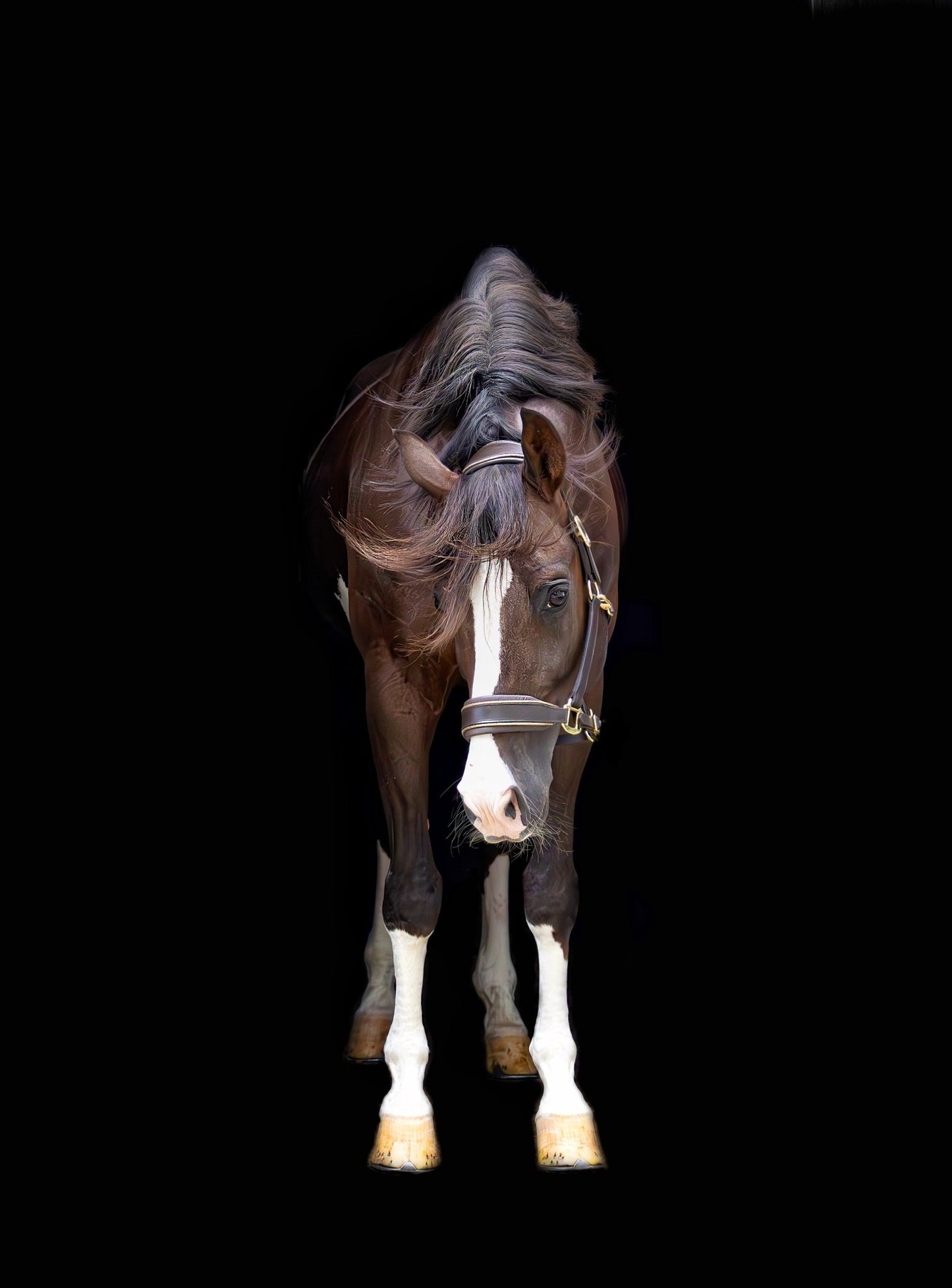 MTB Equestrian - Leren Halster Glitter Goud - Halster