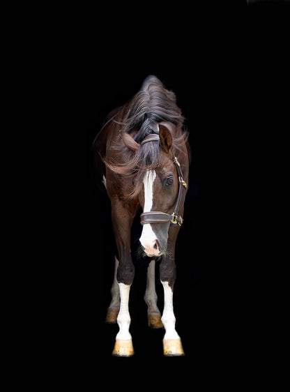 MTB Equestrian - Leren Halster Glitter Goud - Halster