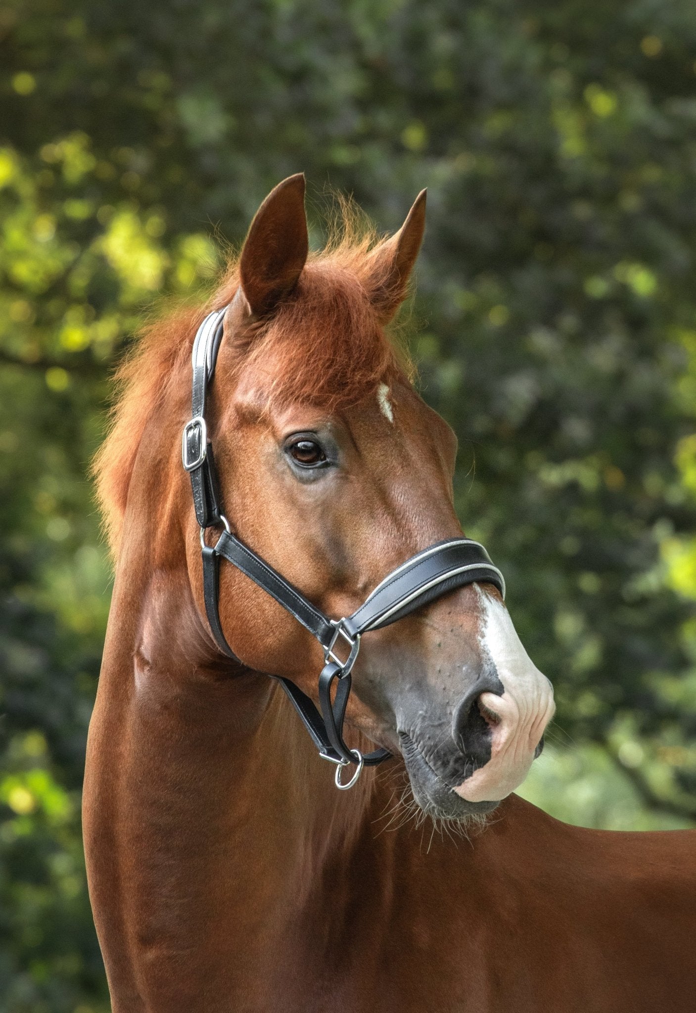 MTB Equestrian - Leren Halster Glitter Zilver - Halster