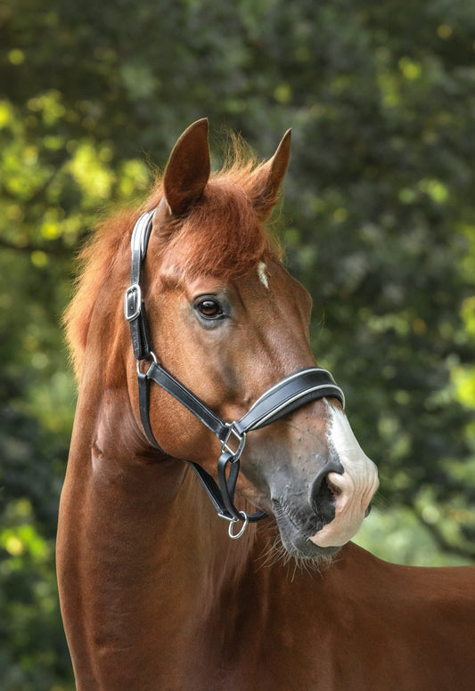 MTB Equestrian - Leren Halster Glitter Zilver - Halster