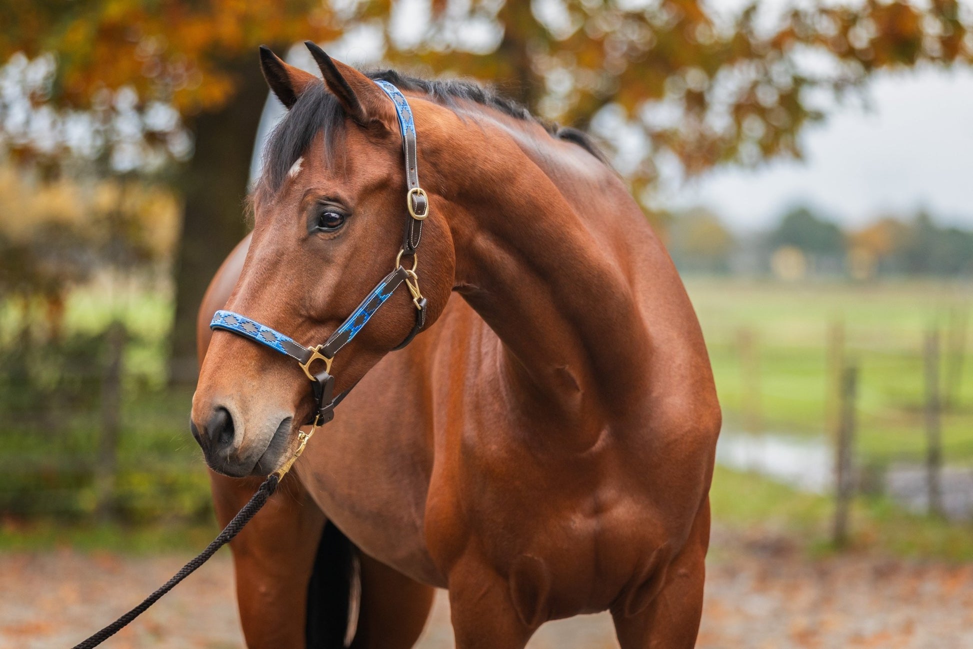 MTB Equestrian - Leren Halster Polo Blauw - Halster