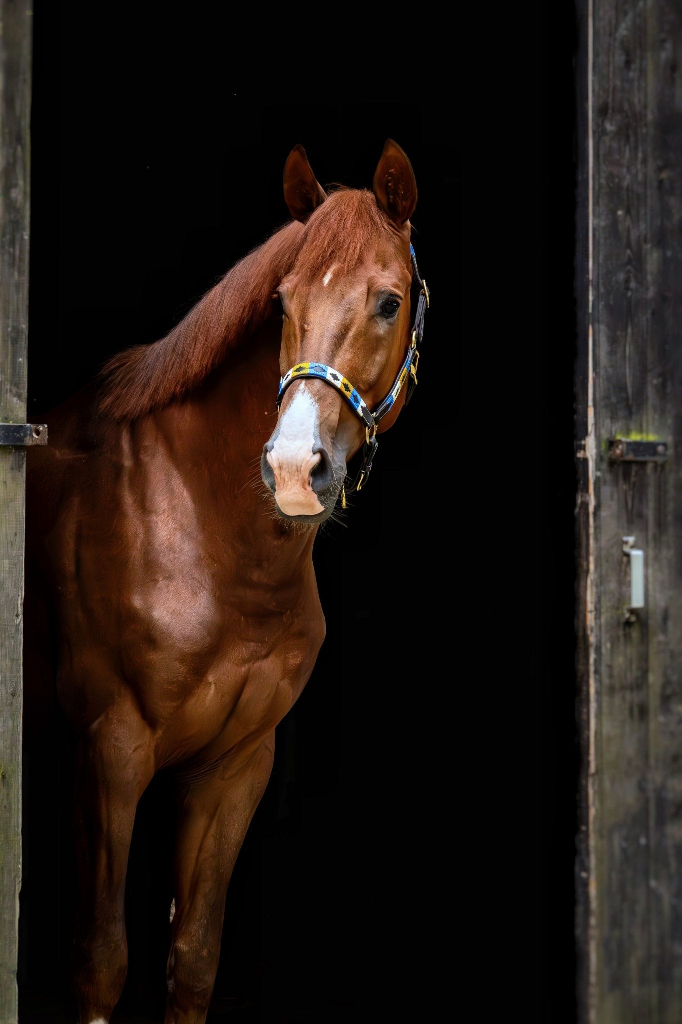 MTB Equestrian - Leren Halster Polo Goud Blauw Wit - Halster