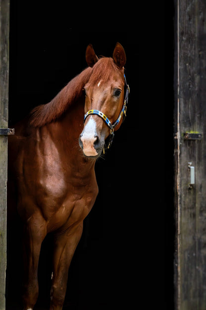 MTB Equestrian - Leren Halster Polo Goud Blauw Wit - Halster