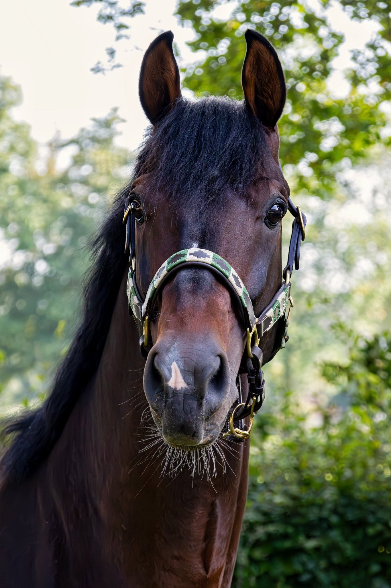 MTB Equestrian - Leren Halster Polo Groen wit - Halster