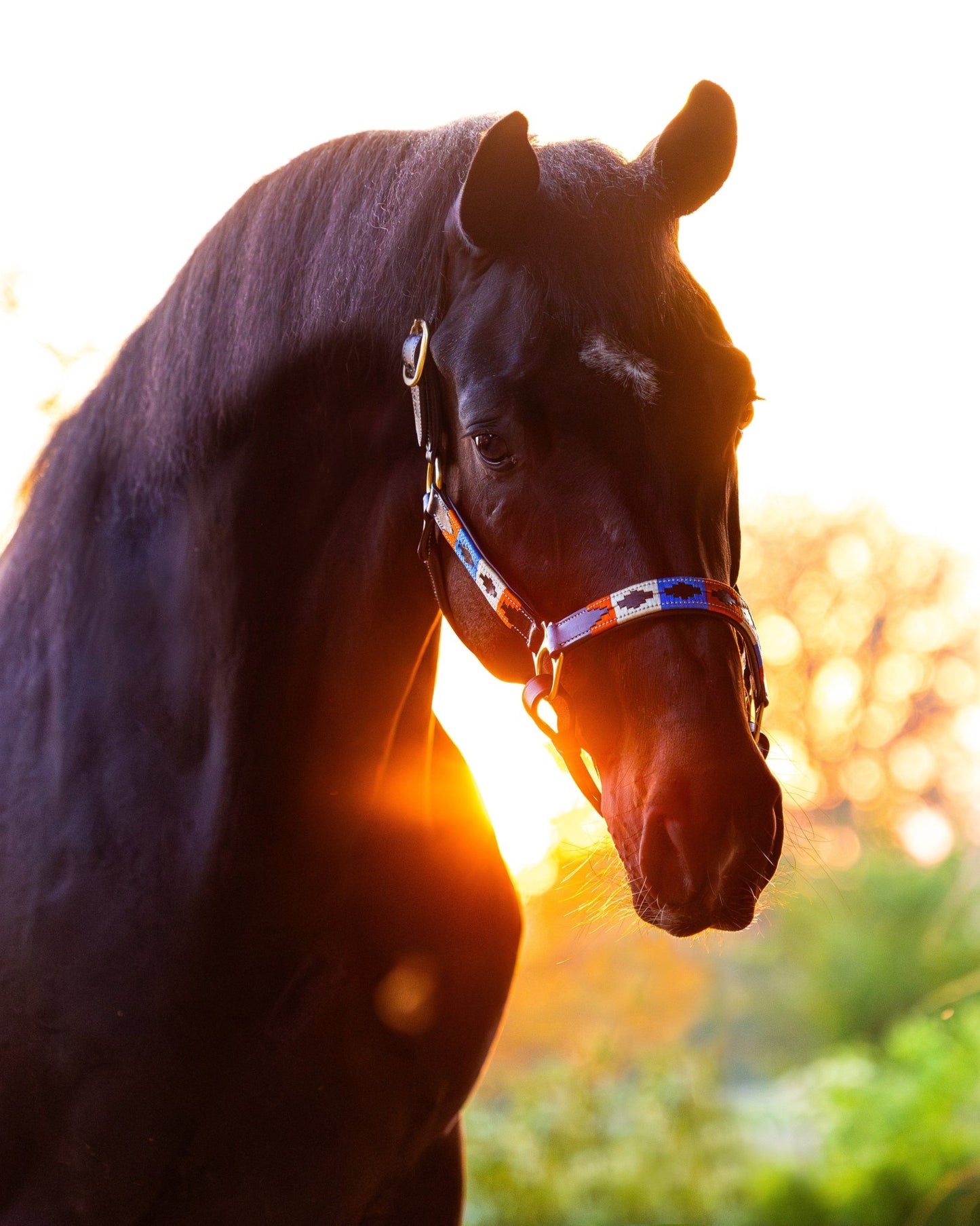MTB Equestrian - Leren Halster Polo Oranje - Blauw - Wit - Halster
