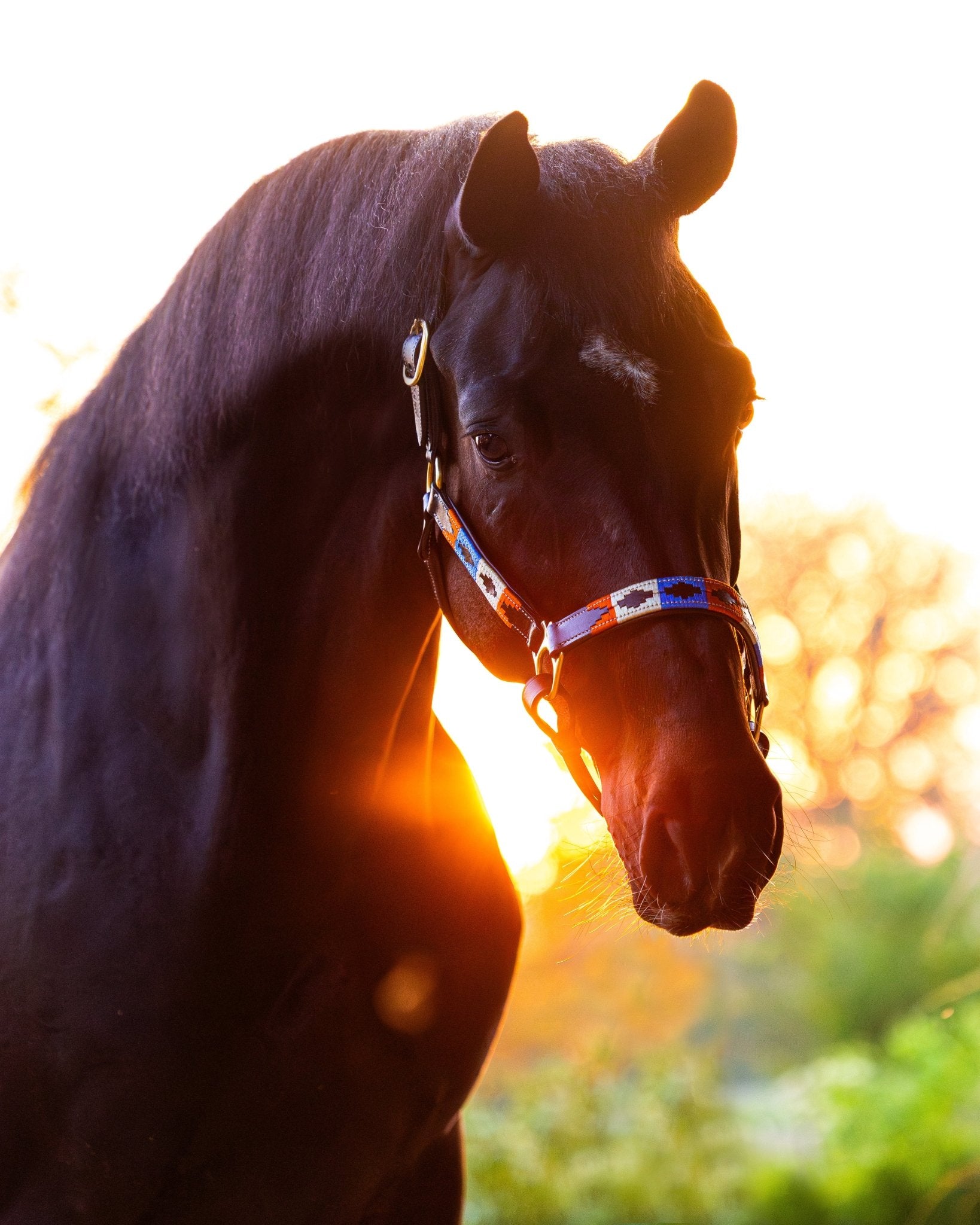 MTB Equestrian - Leren Halster Polo Oranje - Blauw - Wit - Halster