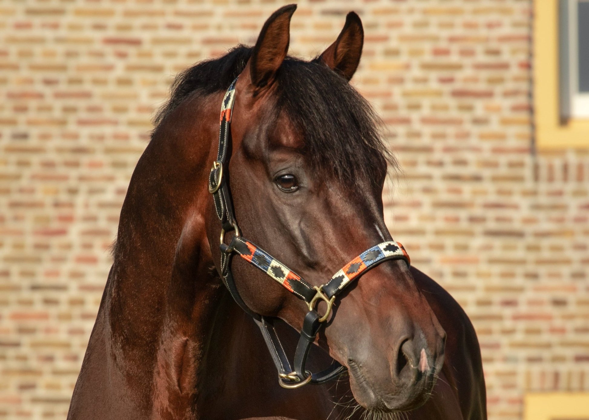 MTB Equestrian - Leren Halster Polo Oranje Wit Blauw - Halster