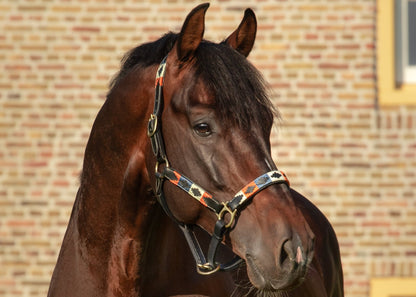 MTB Equestrian - Leren Halster Polo Oranje Wit Blauw - Halster