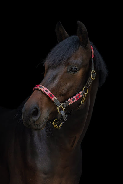 MTB Equestrian - Leren Halster Polo Roze - Halster