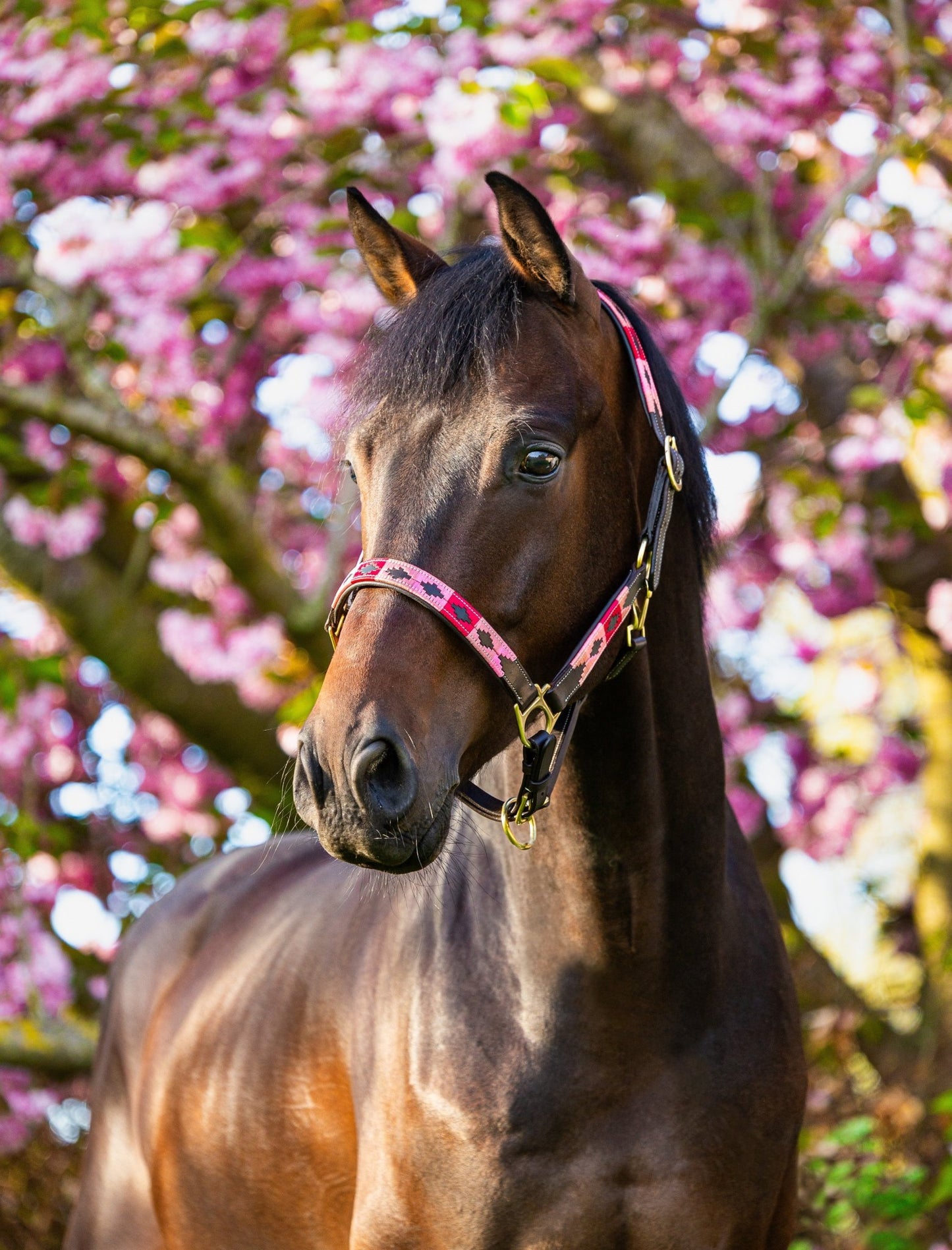 MTB Equestrian - Leren Halster Polo Roze - Halster