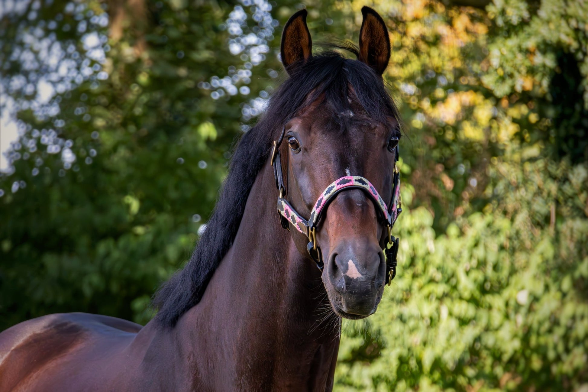 MTB Equestrian - Leren Halster Polo Roze Wit - Halster