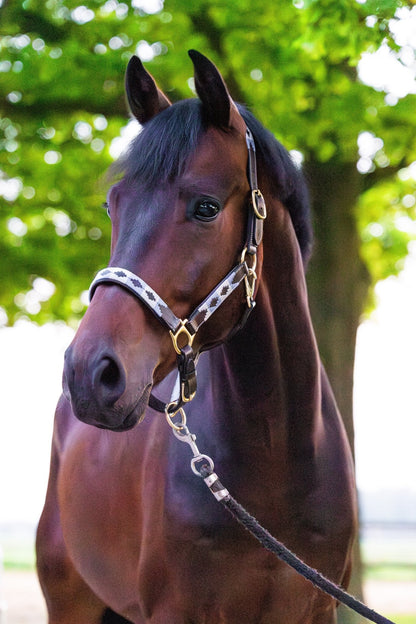 MTB Equestrian - Leren Halster Polo Wit Blauw - Halster