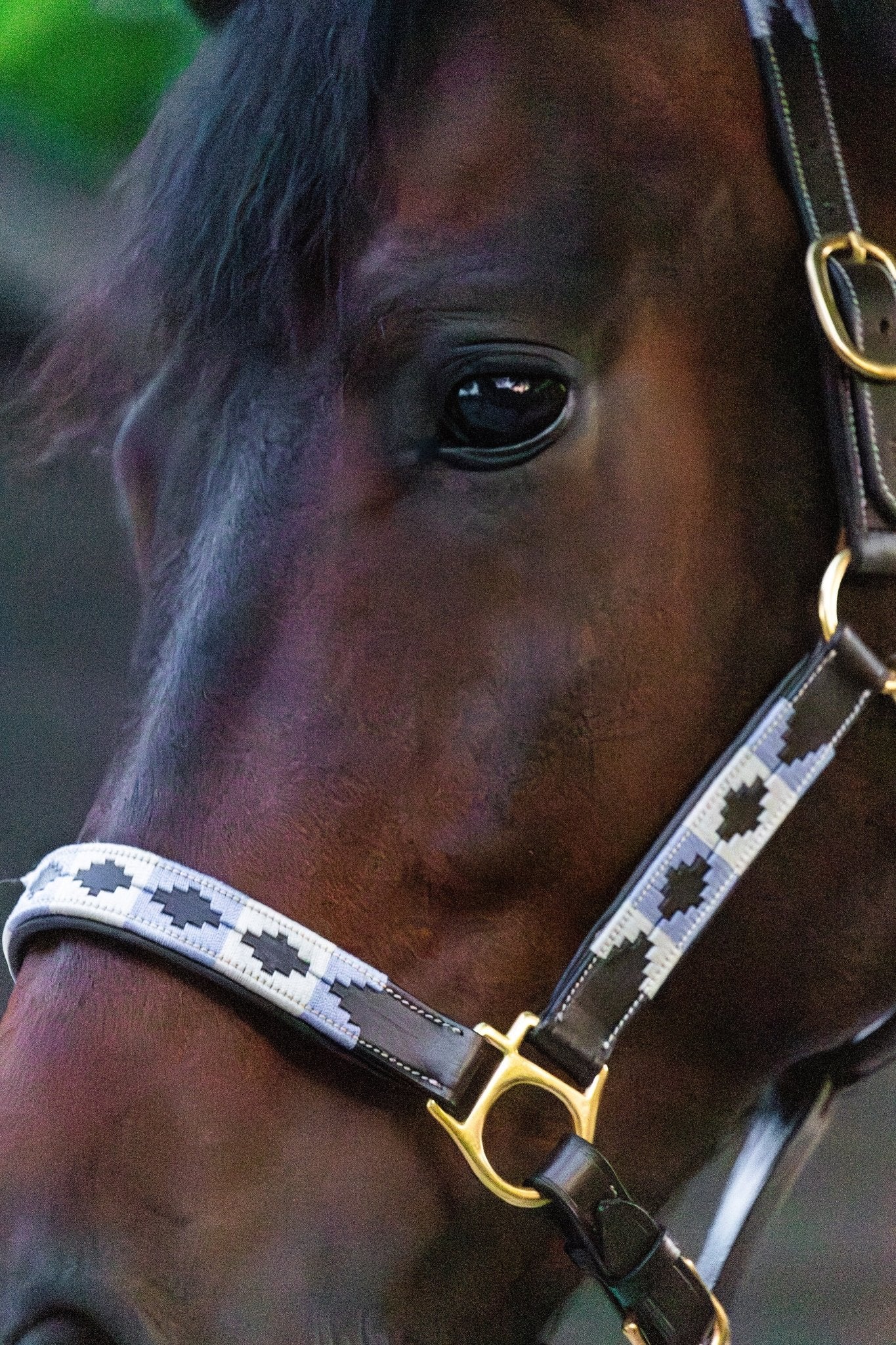 blauw leren halster paard, comfortabel halster paard, wit blauw polo halster, MTB Equestrian halster, en halster met zachte voering