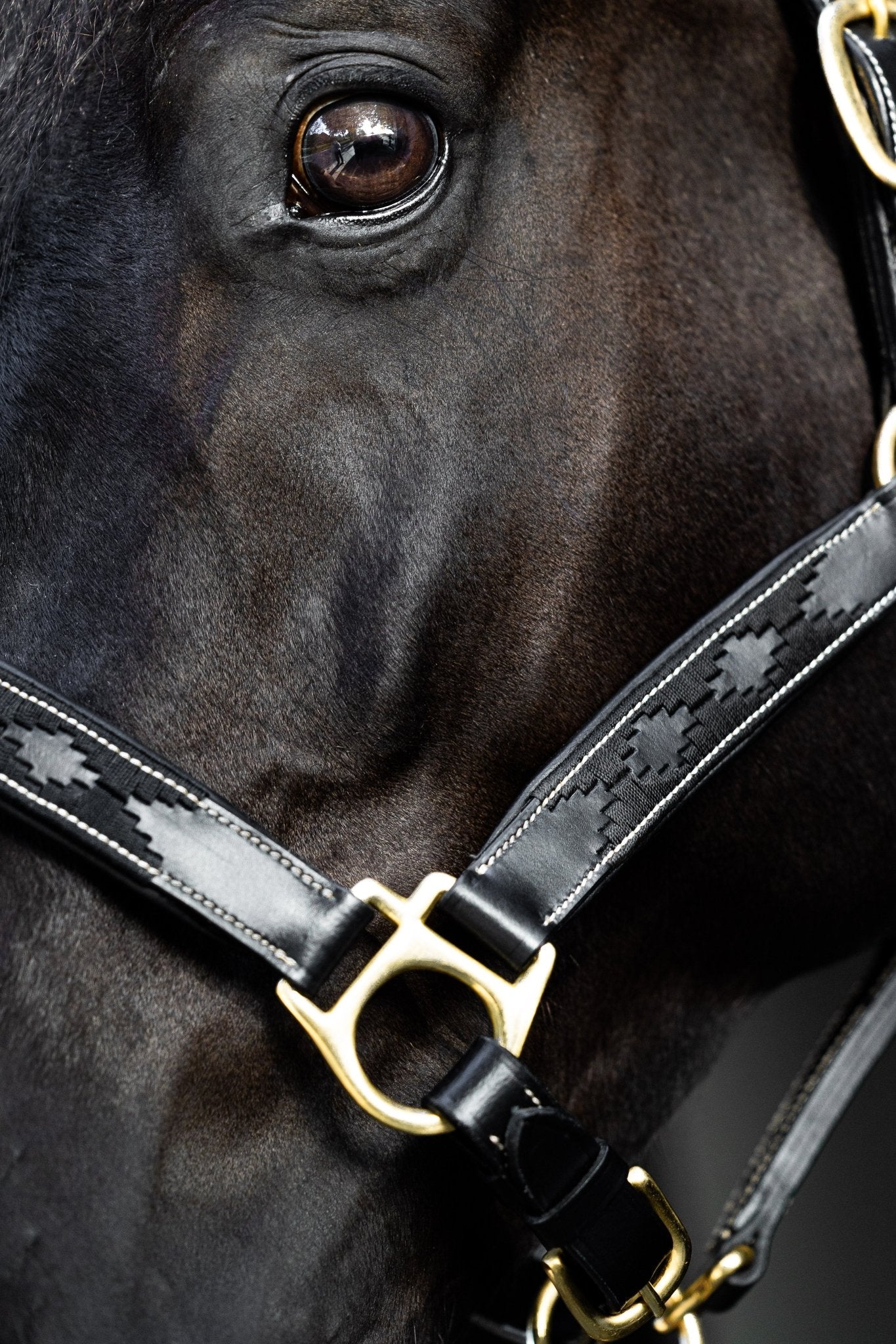 MTB Equestrian - Leren Halster Polo Zwart - Halster