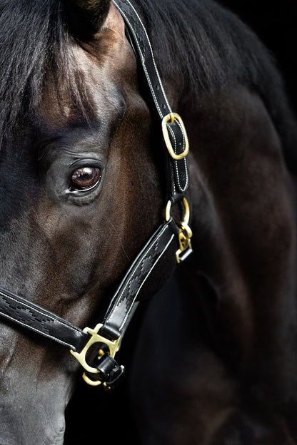 MTB Equestrian - Leren Halster Polo Zwart - Halster