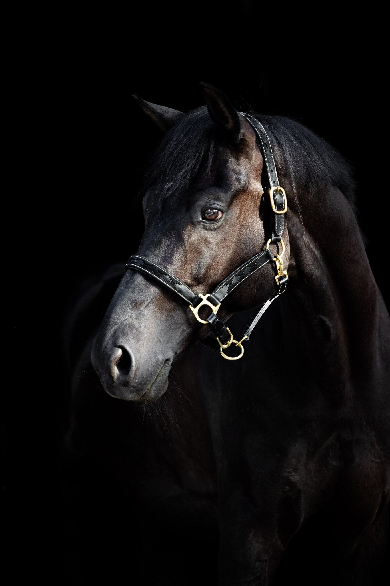 MTB Equestrian - Leren Halster Polo Zwart - Halster