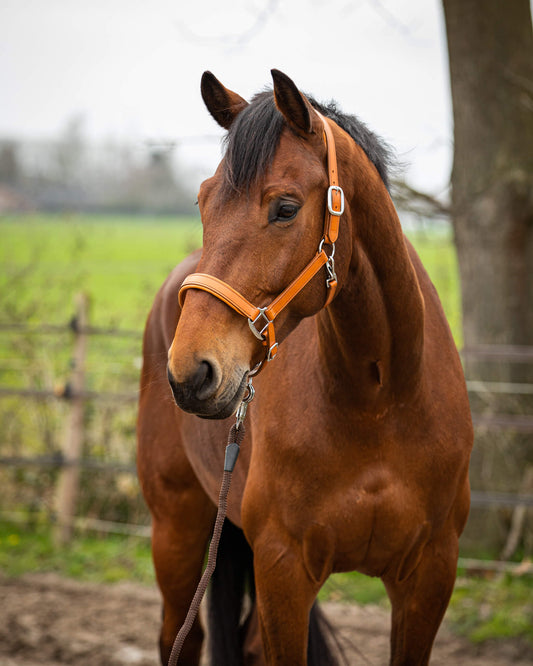 MTB Equestrian - Leren Halster Soft Cognac - Halster