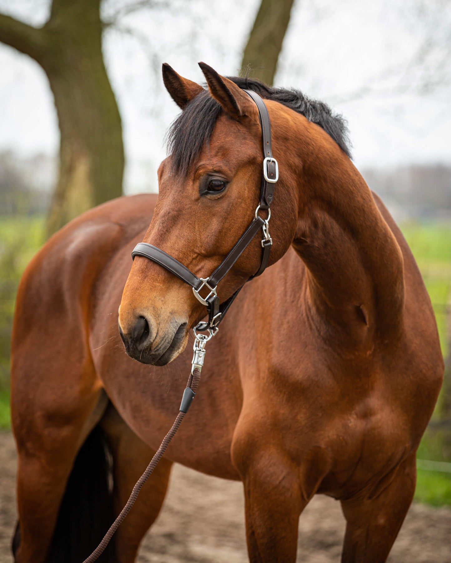 MTB Equestrian - Leren Halster Soft Donker Bruin - Halster