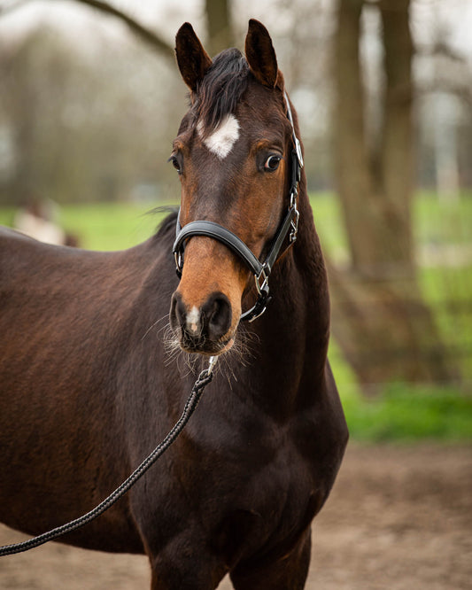 MTB Equestrian - Leren Halster Soft Zwart - Halster