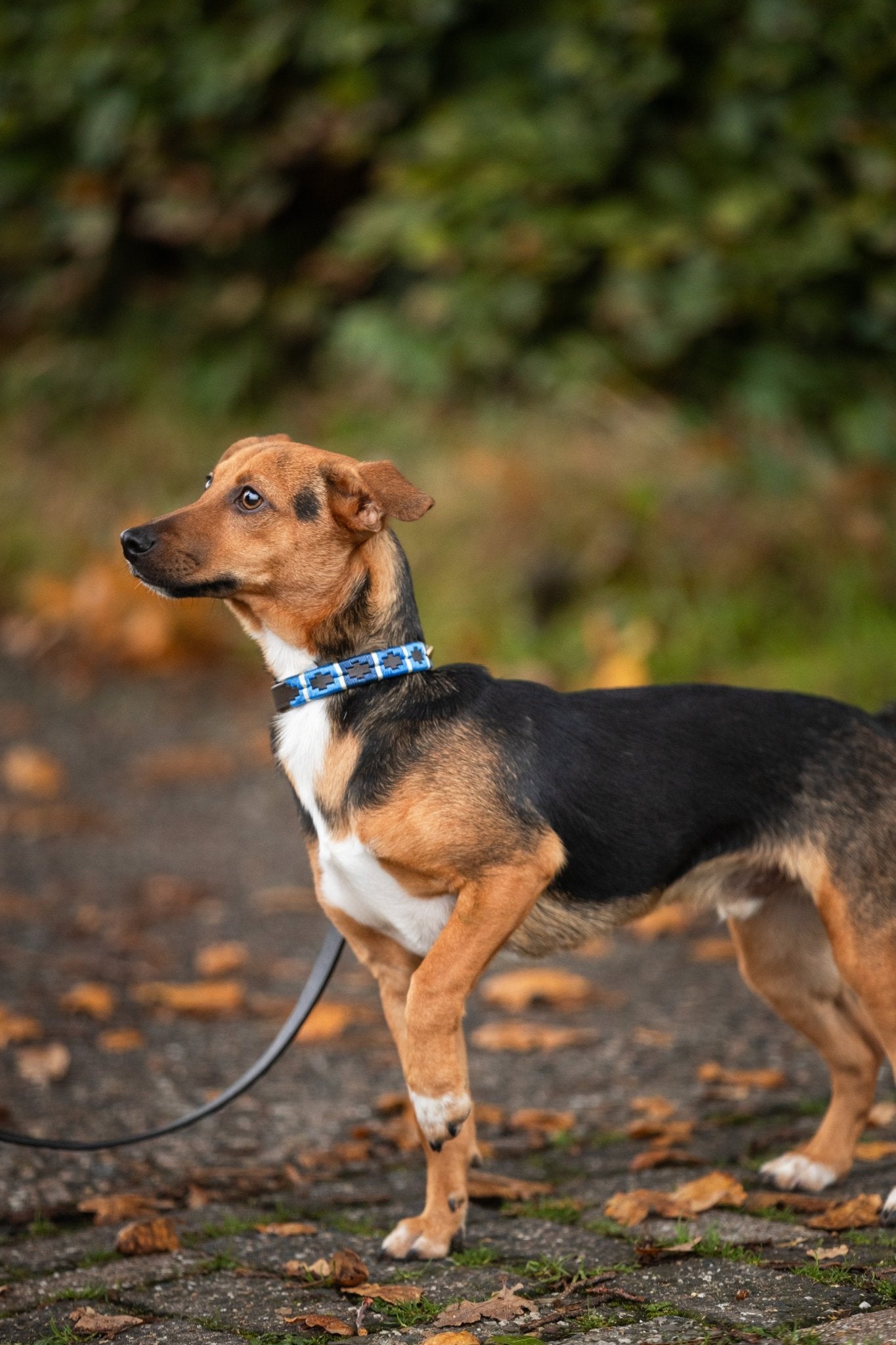 MTB Equestrian - Leren Honden Halsband Polo Blauw - Halsband
