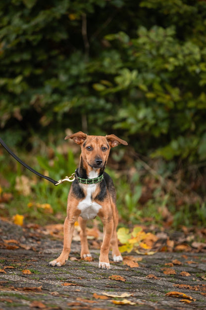 MTB Equestrian - Leren Honden Halsband Polo Groen - Halsband