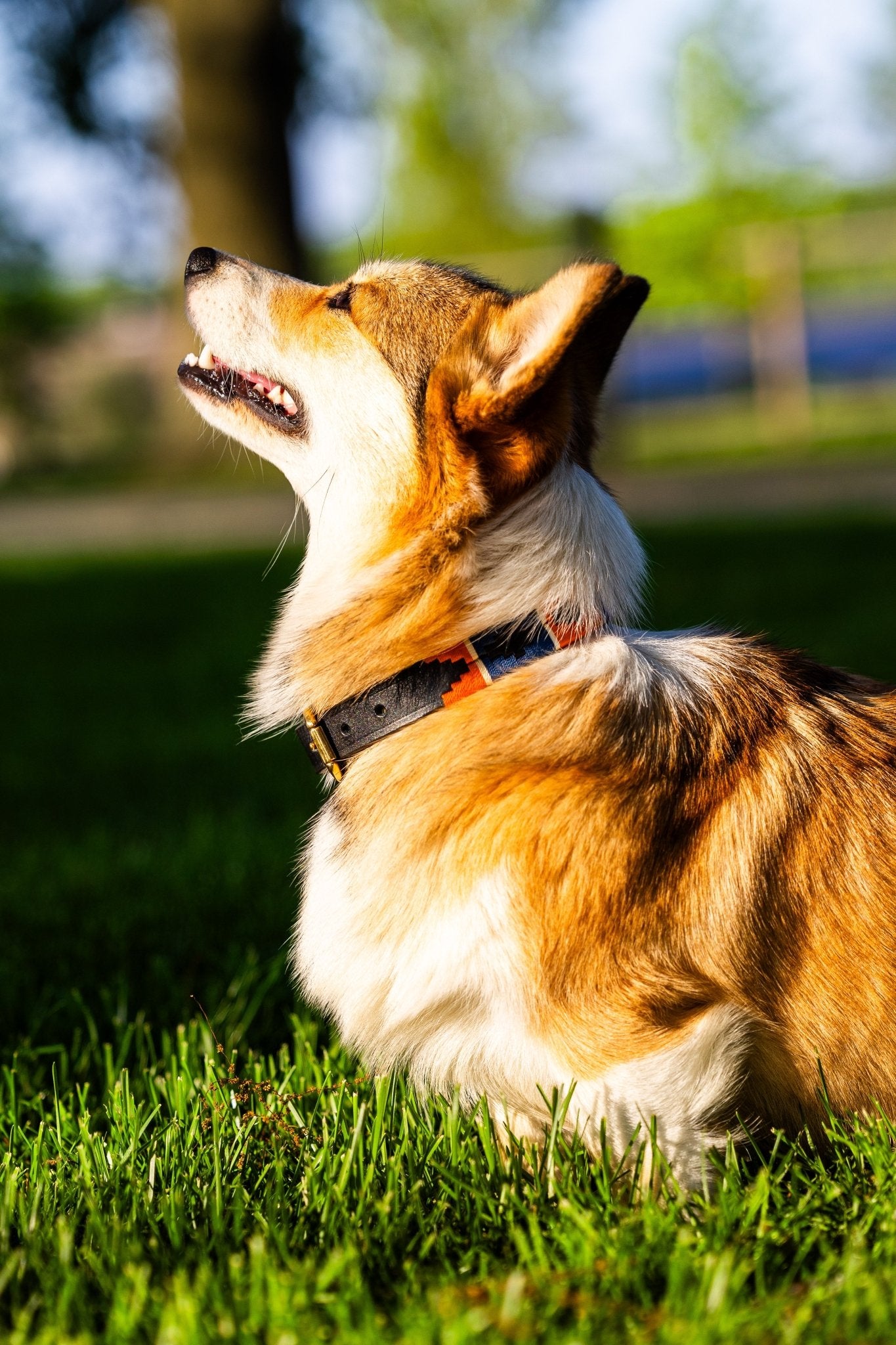 MTB Equestrian - Leren Honden Halsband Polo Oranje - Bruin - Grijs - Halsband
