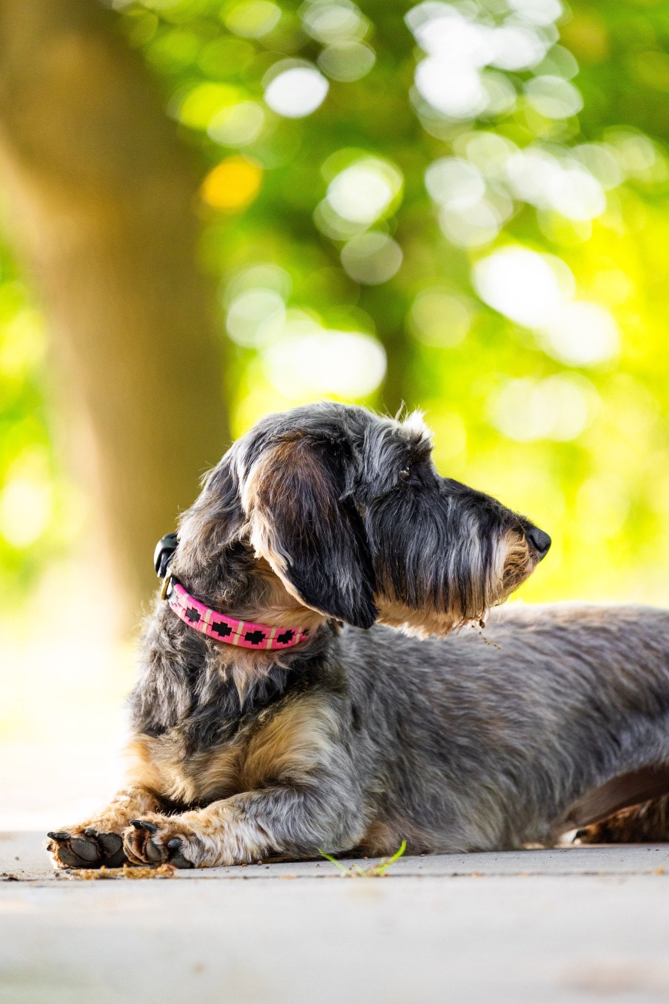 MTB Equestrian - Leren Honden Halsband Polo Roze - Halsband