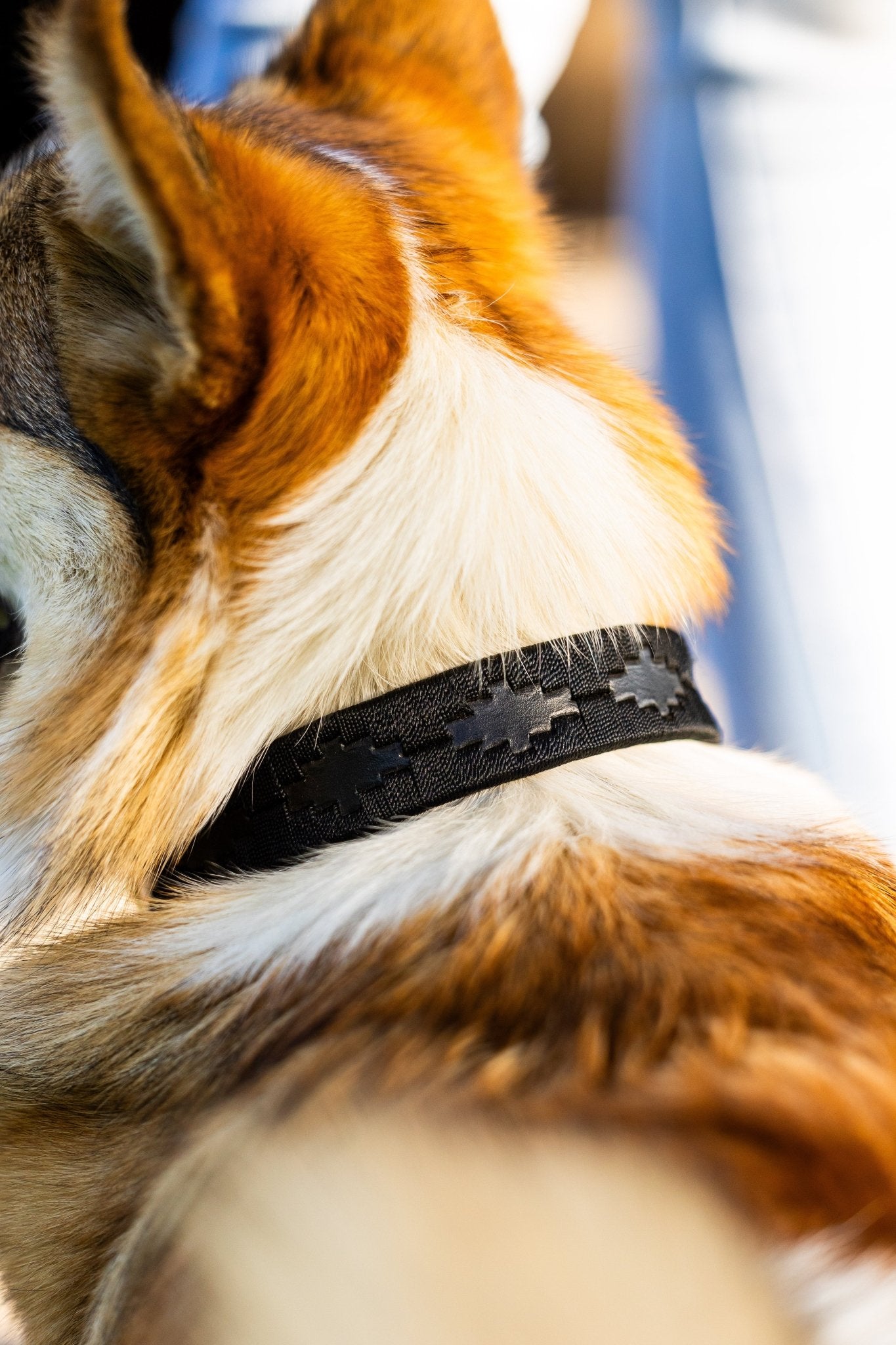 MTB Equestrian - Leren Honden Halsband Polo Zwart - Halsband