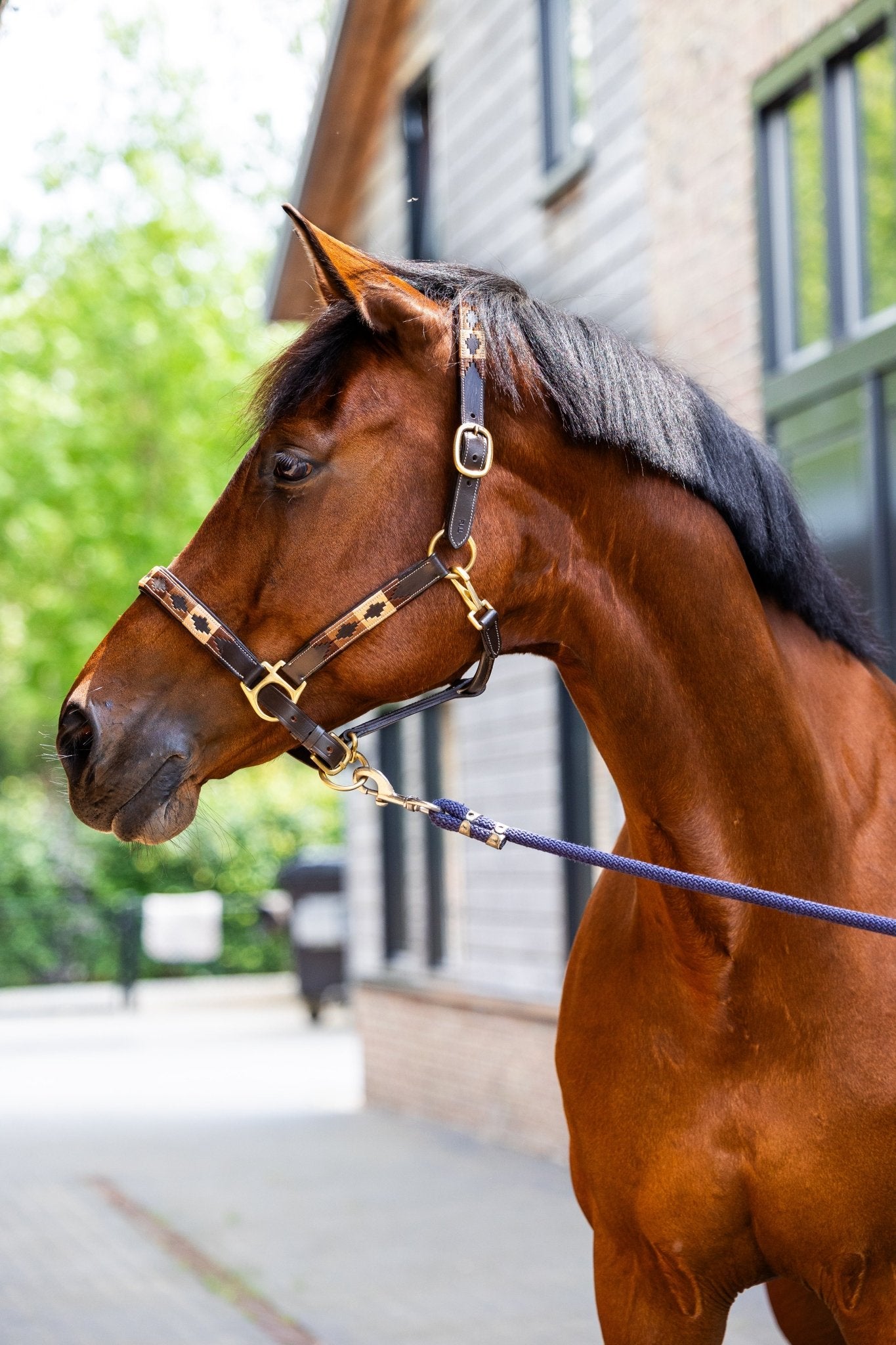 MTB Equestrian - Mocca Muse – Polo Halster - Halster