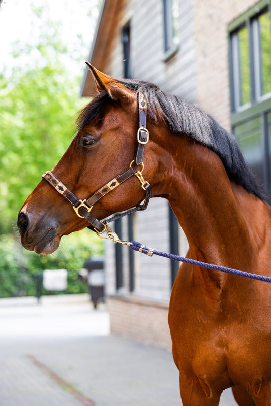 MTB Equestrian - Mocca Muse – Polo Halster - Halster