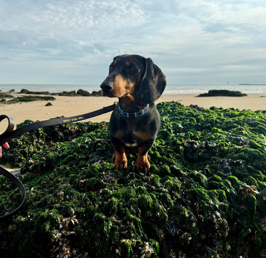 Personalisatie Hondenlijn | Gegraveerde Leren Lijn | MTB Equestrian