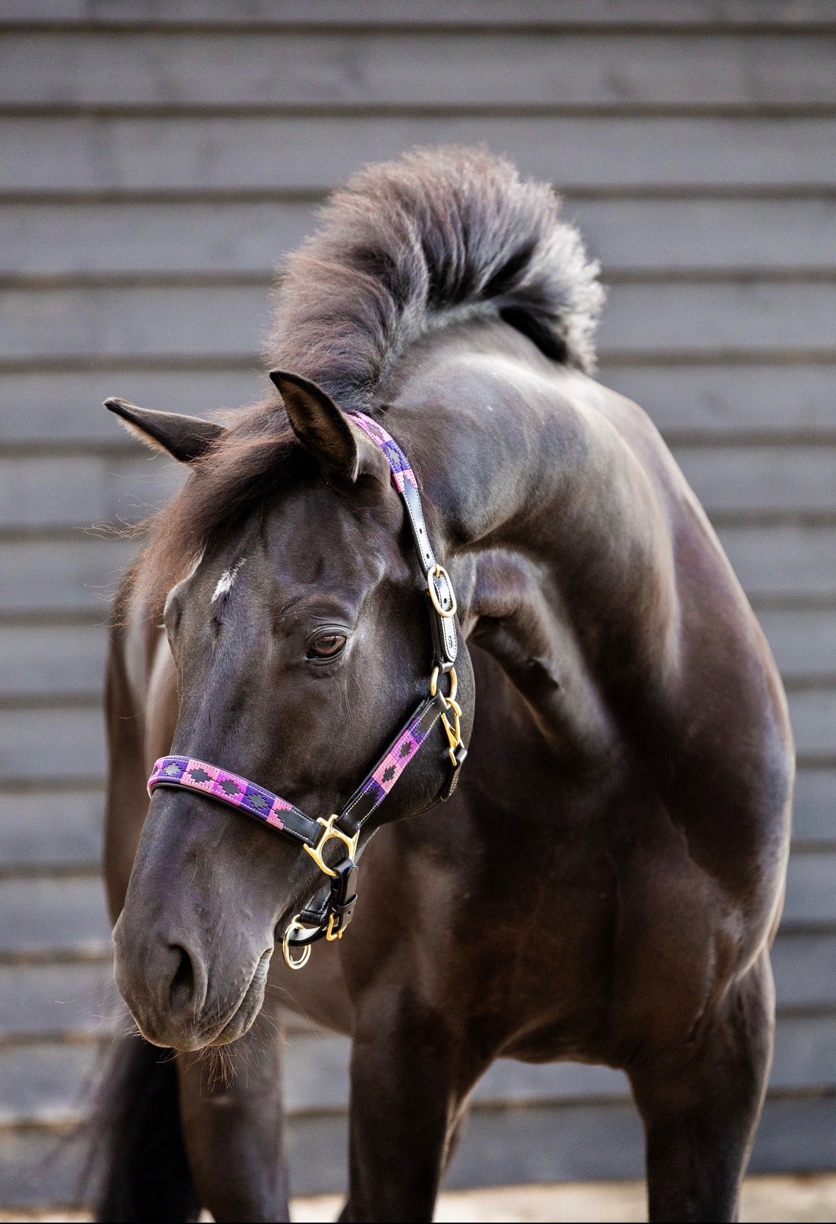 MTB Equestrian - Purple Rain – Polo Halster - Halster