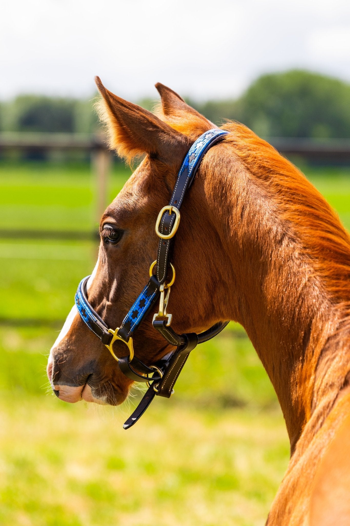 MTB Equestrian - Veulen Halster Polo 3x Blauw – Handgemaakt & Verstelbaar – MTB Equestrian - Halster