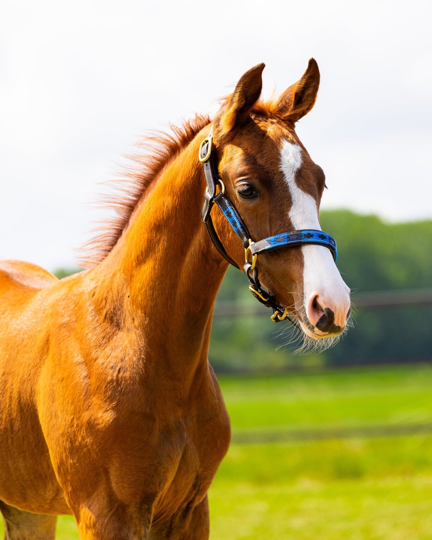 MTB Equestrian - Veulen Halster Polo 3x Blauw – Handgemaakt & Verstelbaar – MTB Equestrian - Halster